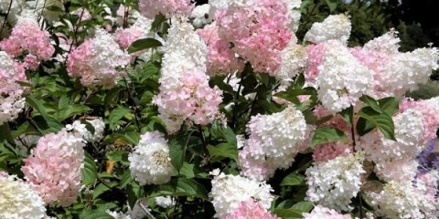 Hydrangea paniculata: najbolje sorte, opis